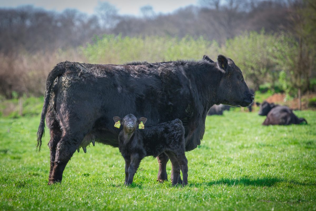 Rent Aberdeen Angus