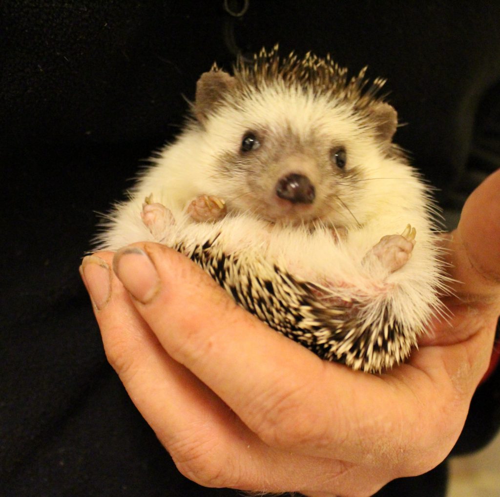 African Pygmy Hedgehog AZ Animals