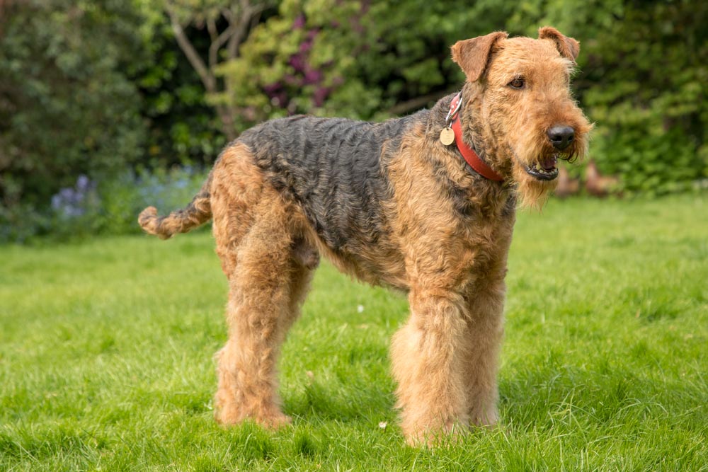 Rent Airedale