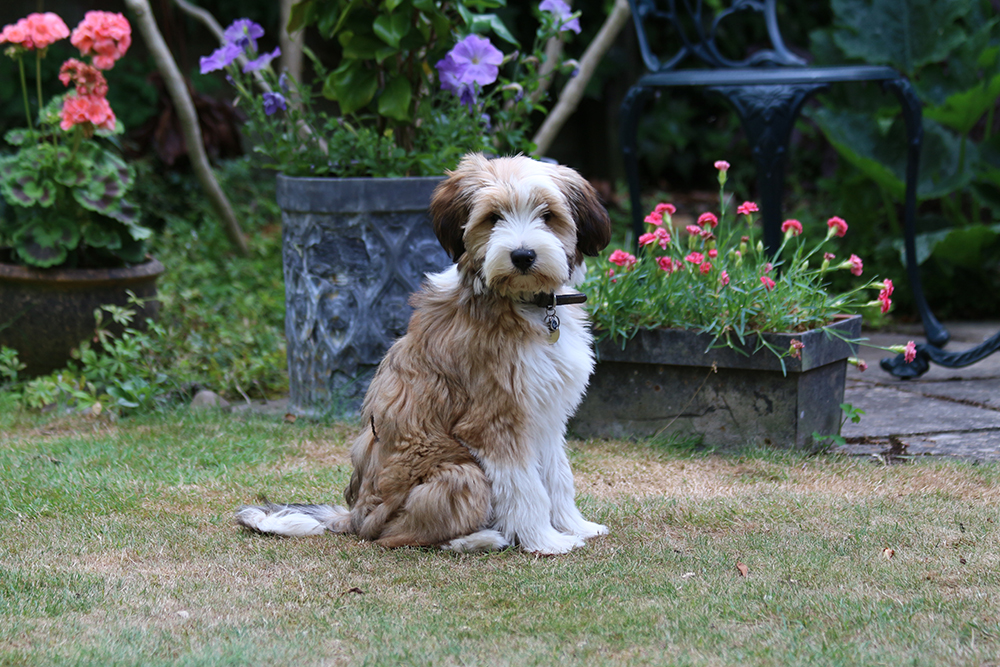 Rent Tibeten Terrier