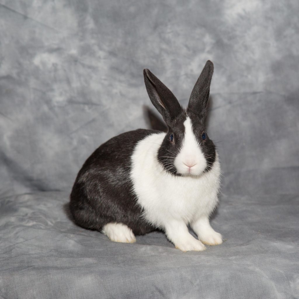 black and white rabbit plush