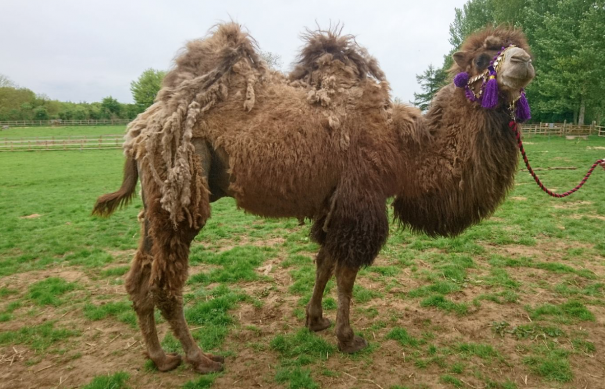 Rent Bactrian Camel