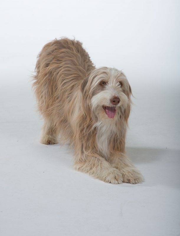 Rent Bearded Collie 1
