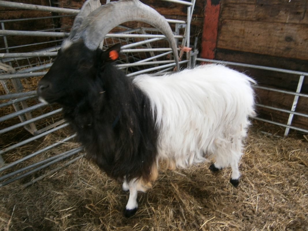 Rent Black & White Billy Goat