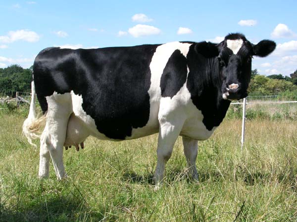 Rent Black & White Cow