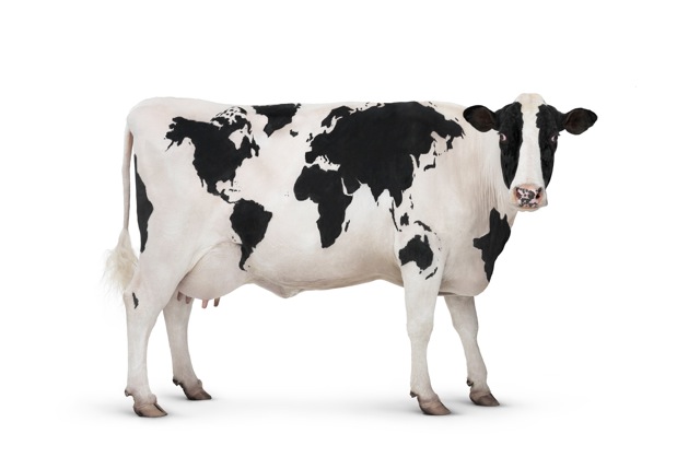 Rent Holstein Friesian Cow