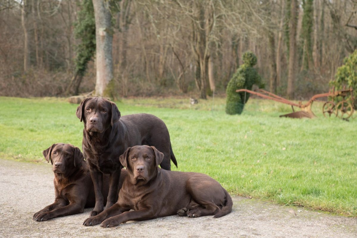 Rent Chocolate Labradors