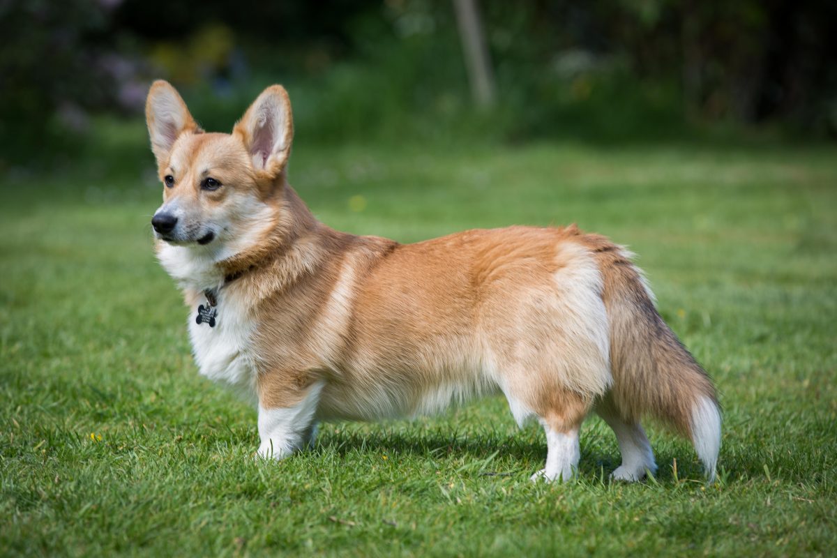 Rent Corgi 2