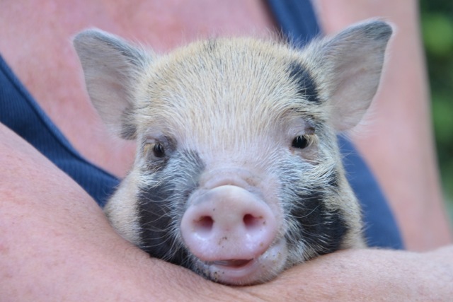 Rent Micro Pig