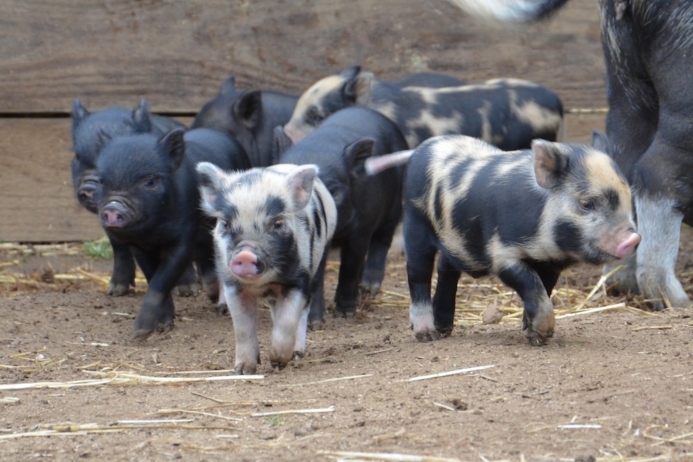 Rent Micro Pigs