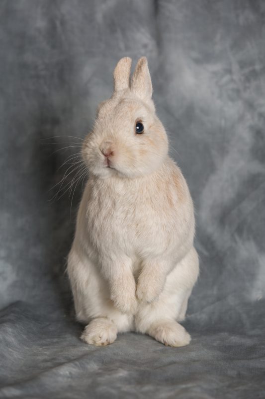 Rent Dwarf Rabbit