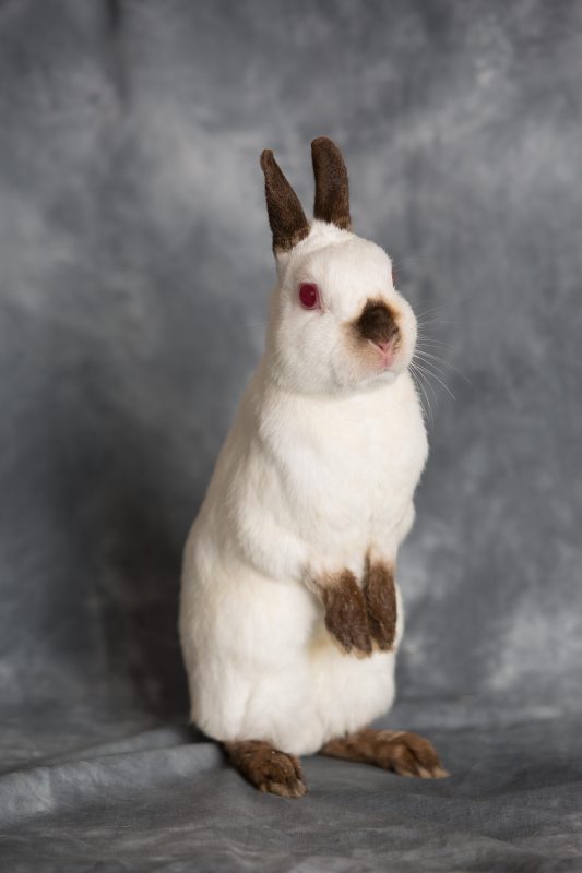 Rent Dwarf Rabbit 2