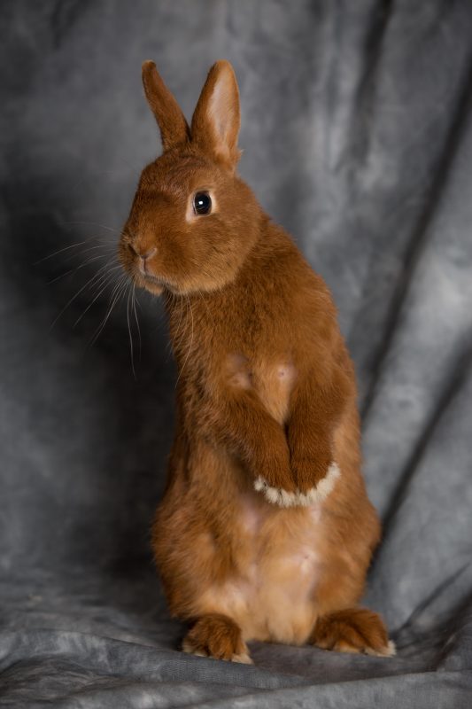 Rent Dwarf Rabbit 5