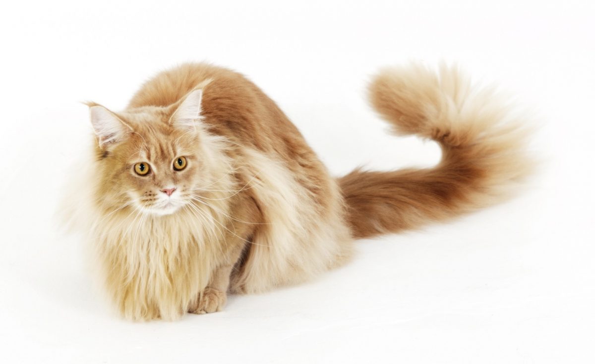 Rent Maine Coon Cat 2