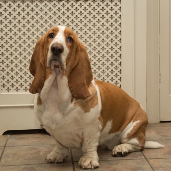 Rent Basset Hound 1