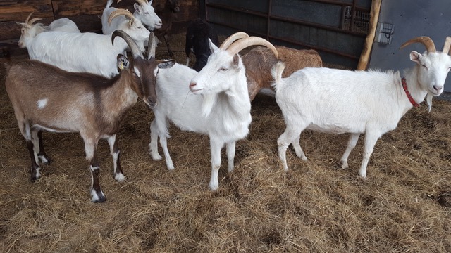 Rent Goats