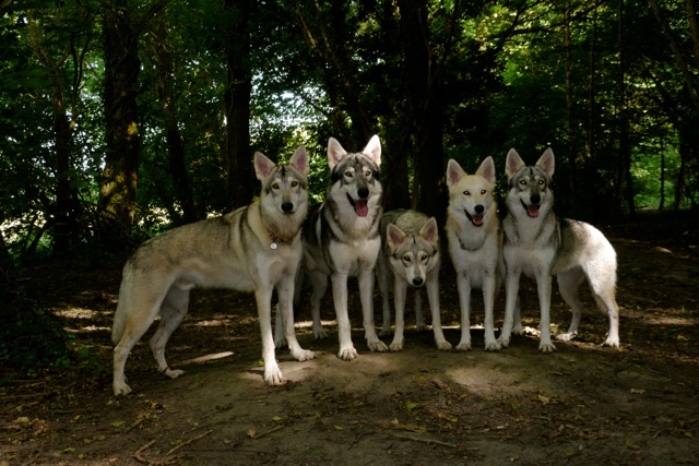 Rent Group of Wolfdogs