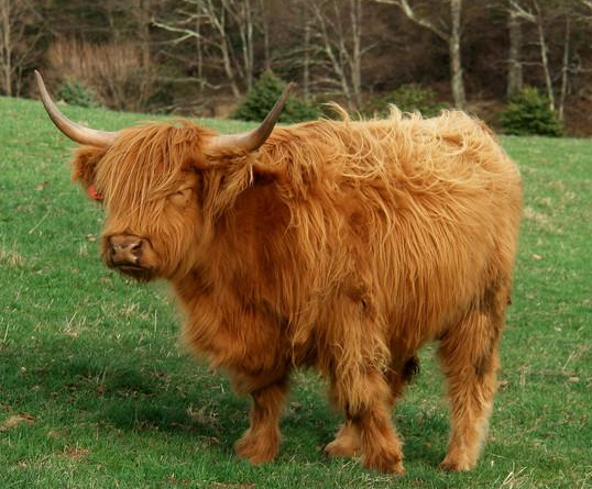 Rent Highland Cow