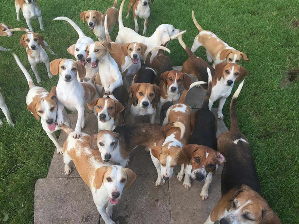 Rent Beagles