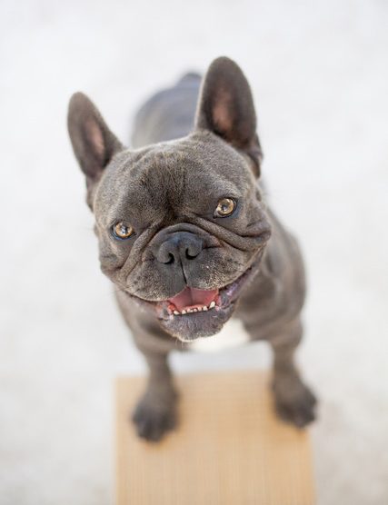 Rent French Bulldog 2