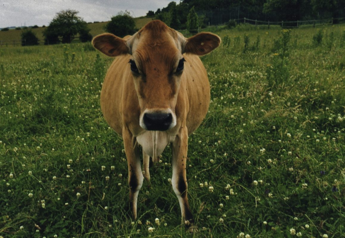 Rent Jersey Cow 2