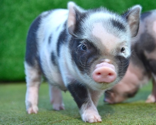 Rent Micro Pig 2