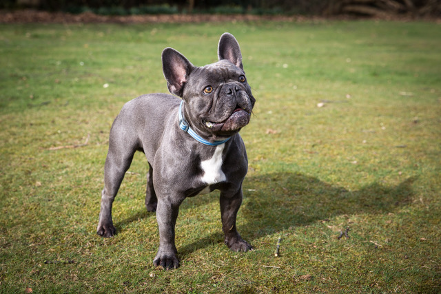 Rent French Bulldog 4