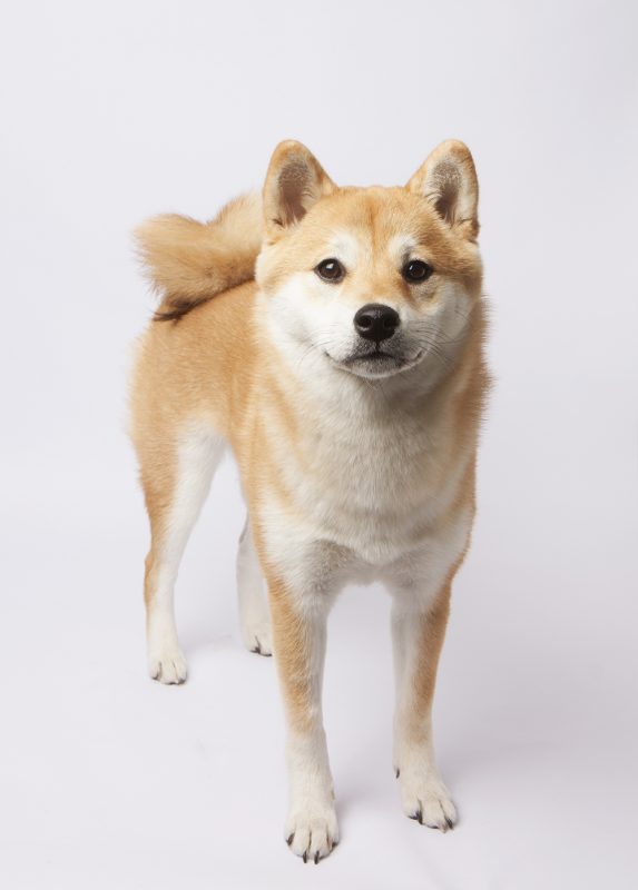 Rent Shiba Inu