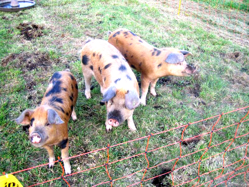 Rent Oxford Sandy & Black Pigs