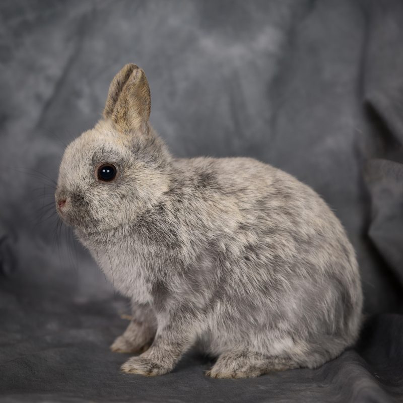 Rent Rabbit 10