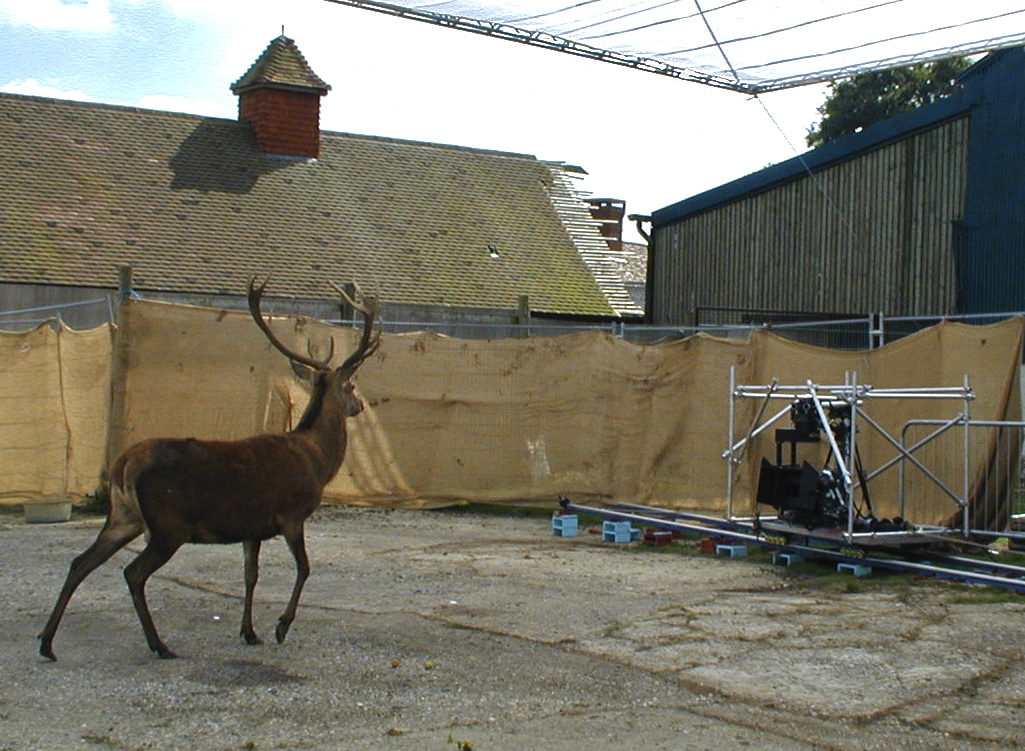 Rent Red Deer Stag