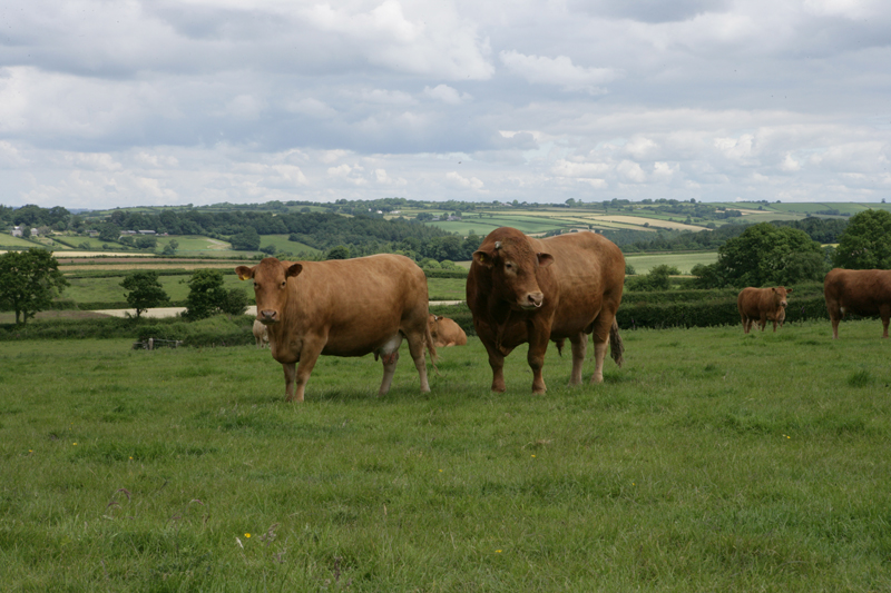 Rent South Devon Cow & Bull