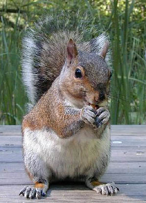 Rent Grey Squirrel 4