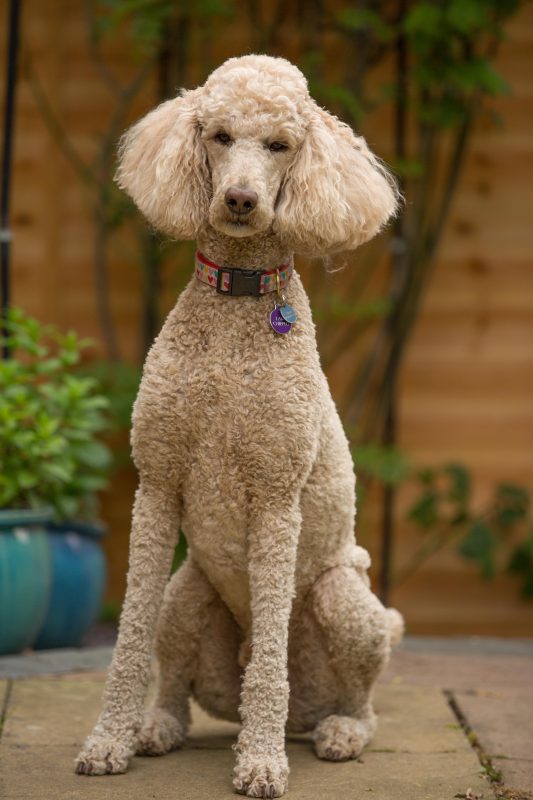 Rent Poodle (Standard 1)