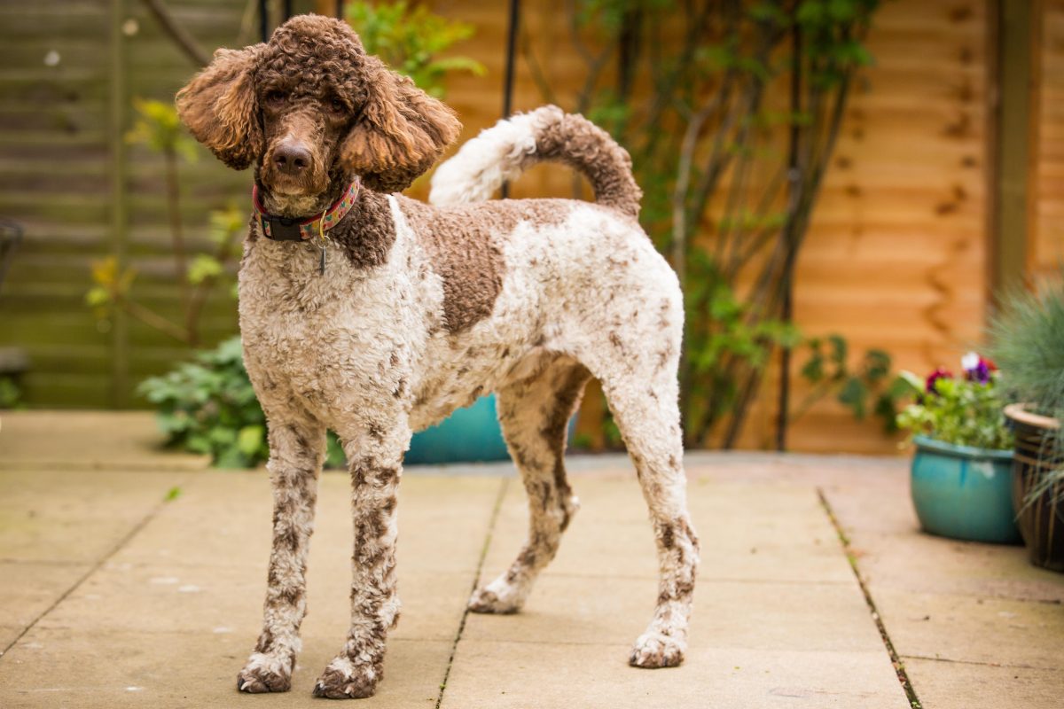 Rent Poodle (Standard 2)