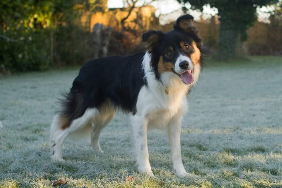 Rent Border Collie 5