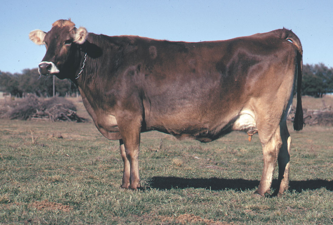 Rent Swiss Brown Cow