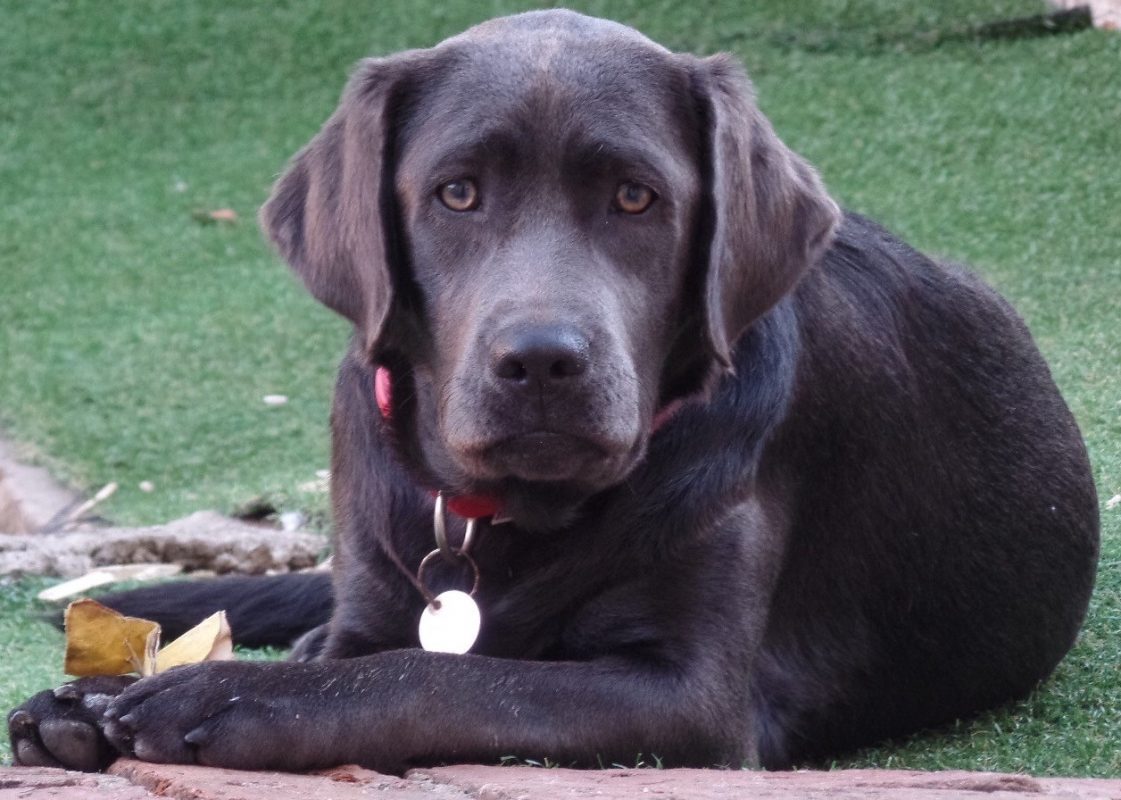 Rent Chocolate Labrador