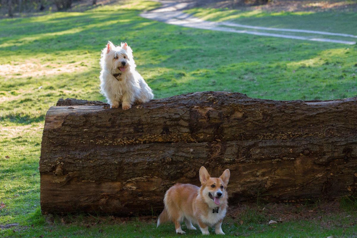 Rent Westie & Corgi