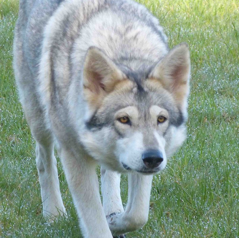 Rent Wolfdog 3
