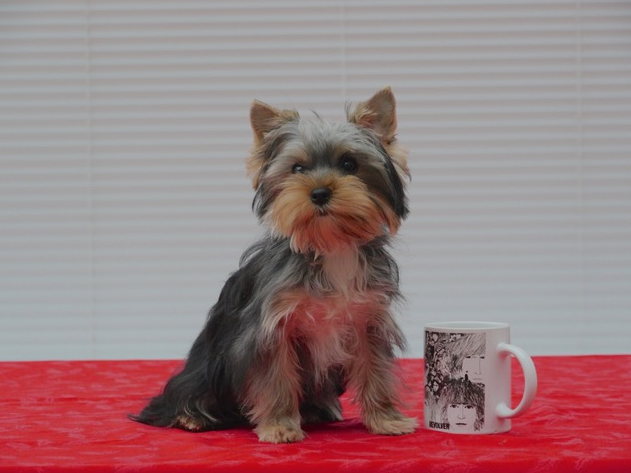 Rent Yorkshire Terrier 1