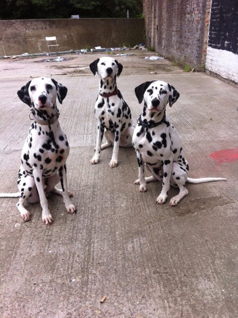 Rent Dalmatians