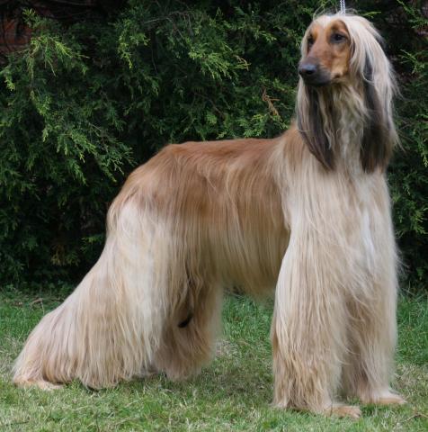 Rent Afghan Hound 1