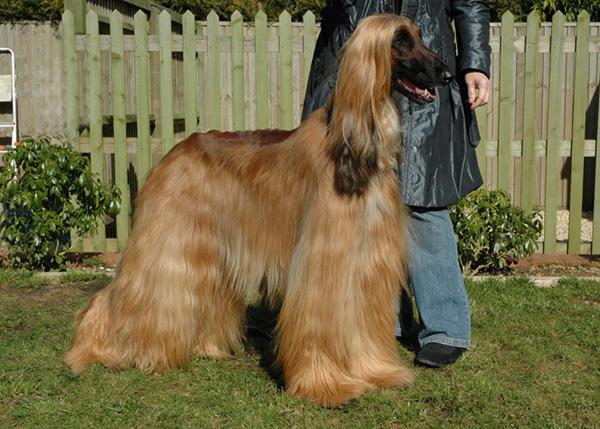 Rent Afghan Hound 4