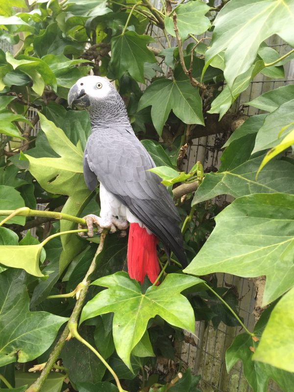 Rent African Grey Parrot