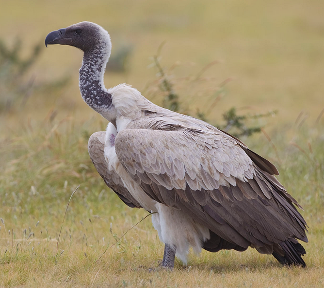 Rent African White Backed Vulture
