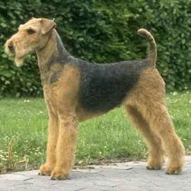 Rent Airedale Terrier