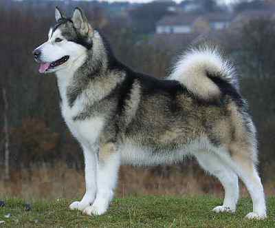 Rent Alaskan Malamute