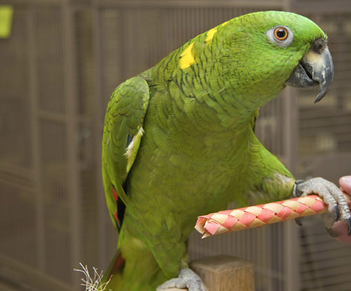 Rent Amazon Parrot