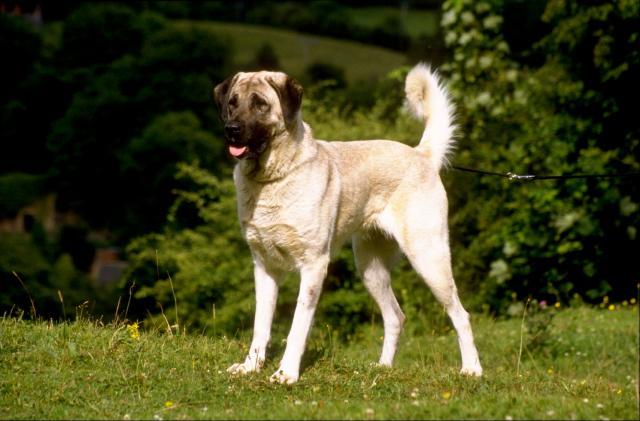 Rent Anatolian Shepherd Dog